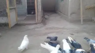 Кафтари Исфара