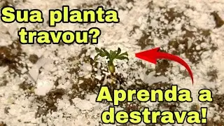 SUA PLANTA TRAVOU? APRENDA A DESTRAVAR!
