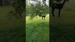 Лами. Баварія. Альпи.