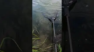 Дикий карп , бронза на солнце #carping #fishing #carphunter #carpfish #carpfishing #automobile