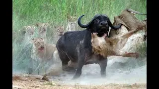 Amazing Animal Moments Part 1 - #animal - #animals - #nature - #wildlife - #amazing - #respect
