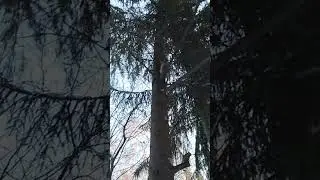 Incredibly Brave 🐿 Squirrels