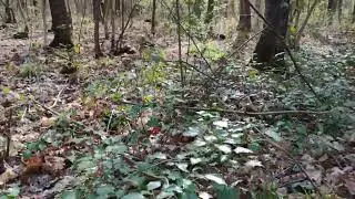 Монета...16 век. серебро