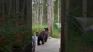 Surprises in the Colorado mountains 🐻🫎🐗🐿️ #relaxing #energy ,#moose
