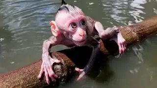 Baby Monkey Trapped in a Pond – Watch How He Escapes!