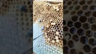 Как дела на пасеке? Помогаю родиться пчеле! Качаю мед!