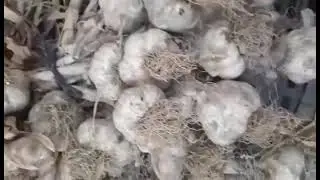 üyelerimizden Mehmet Bağdatlının tohumluk sarımsakları.