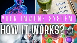Your Immune System: How It Works 🔬💪