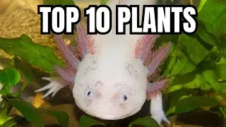 Plants That Actually Survive an Axolotl Tank