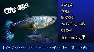 Guppy fish birth | Clip #04