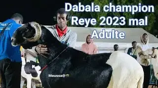FOIRE REYE 2023 BERG DABAKH ELEVAGE 77 472 72 12