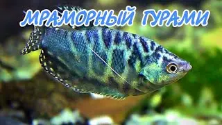 МРАМОРНЫЙ ГУРАМИ. СОДЕРЖАНИЕ И РАЗВЕДЕНИЕ.