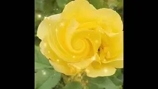 Inner Light 💛 For Nitemar with Love ❤️ from Carol Ann