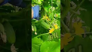очень урожайный