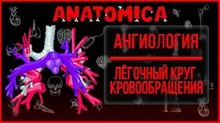 Anatomy of the vessels of the pulmonary circulation / Pulmonary arteries and veins / Angiology