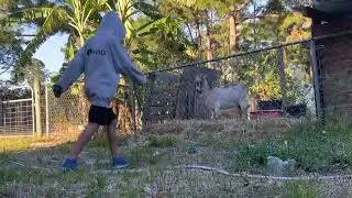 Just goatin’ around😂