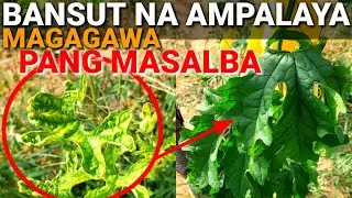 BANSUT, KULUBOT AT MAY SAKIT NA AMPALAYA MAGAGAWA PA PALANG MASALBA? | D' Green Thumb