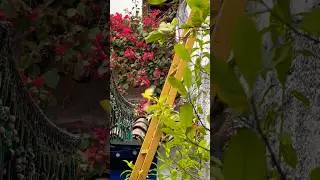 The healing color vibrations of nature 💛 ##colorhealing #soundhealing #nature #intentionalsounds