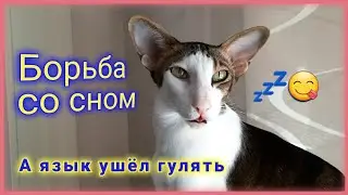 Ориентальный кот борется со сном, а его язык ушёл гулять😜| Oriental Sleepy Cat And His Tongue