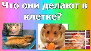 Что хомяки делают в клетке?   What do hamsters do in a cage?