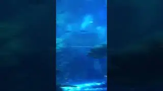 Возле аквариума
