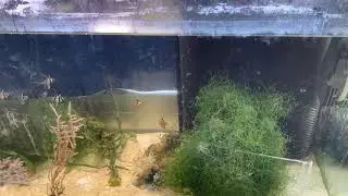 Технический морской аквариум с апагончиками!