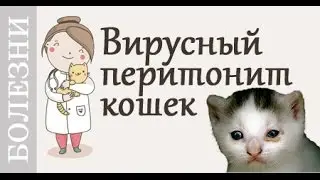 Вирусный перитонит (FIP) кошек. Советы ветеринара