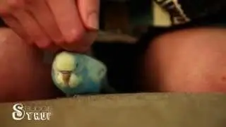 Cute Baby Budgie