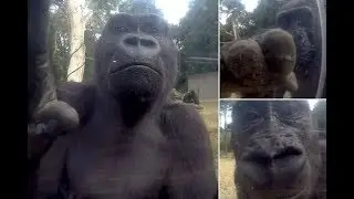 This is what happened when two intelligent gorillas discovered a hidden camera in their zoo enclosur