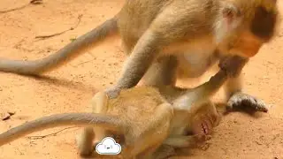 SO CRYING LOUDLY VIKKI BABY MONKEY | POOR BABY ANGRY MOTHER NO GIVE MILK FEEDING | SR TECHNIQUE