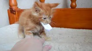 Маленькая жадина