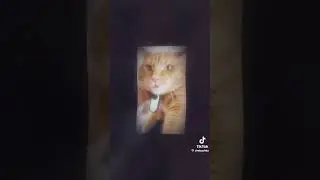 жаль что симбочка умер я до сих пор думаю о нём даже в школе 😭