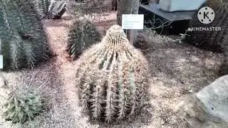 DIFFERENT KINDS OF CACTUS AT FLOWER DOME