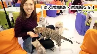 踏入貓貓地盤•貓貓地Cafe - Stella Yeung