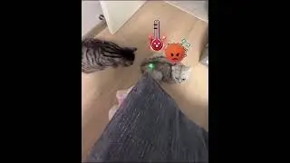 MANA SANGA!!!😹
