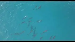 Electric Beach - Dolphins 4K