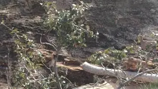 Desert Bighorn Sheep - Lamb Sounds