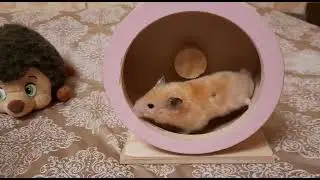 хомячок