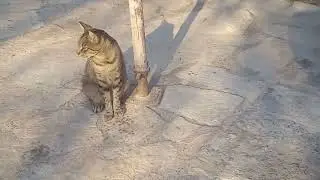 05.08.2024. / 18:03 ☀️🌞 Cat on sun ( Mačka na suncu )