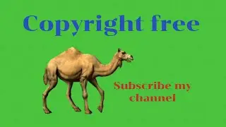Camel Green screen video, Camel Green screen footage, Copyright free,