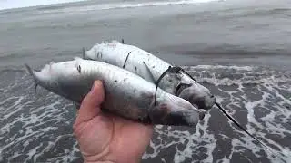 Собираю селедку для медведя, извините за шум прибоя. май 2024 г.