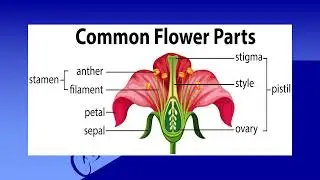 PATS OF FLOWER || SEXUAL REPRODUCTION IN FLOWERING PLANTS || PART 1 || CLASS 10 AND 8