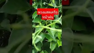 พวงแสดเครือหน้าฝน พวงแสดหน้าฝน พวงแสดหน้าฝนตกไหม