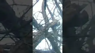 Hunting Squirrel With 22 Long Rifle