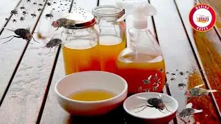Repelente natural para las cucarachas, moscas y mosquitos.