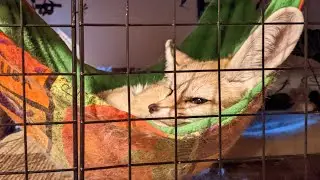 Fennec Fox Get Stuck in Hammock, get a treat