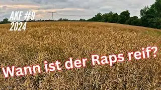 AKF #9  Chaos bei den Sonderkulturen. Wann ist der Raps reif?