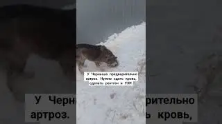 #домашнийприютмилосердие