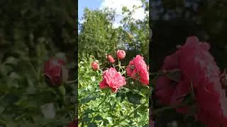 Плетистая роза Кордеса Розариум ютерзен.