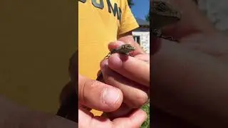 Любитель живности